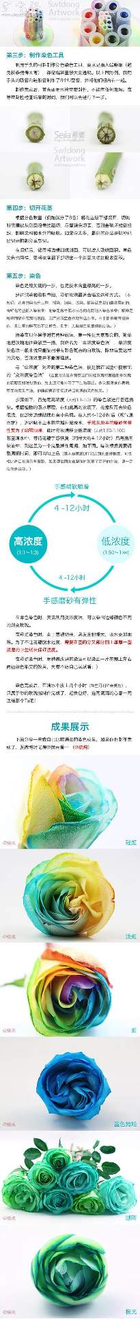 白玫瑰制作彩虹玫瑰的DIY教程