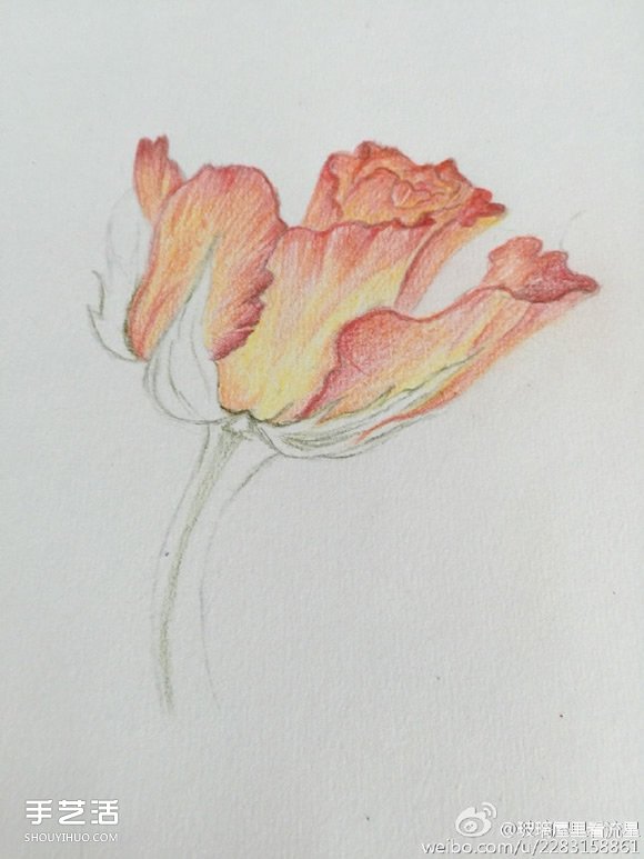 彩铅画花卉绘画教程 花朵彩铅画的画法步骤