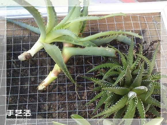 镜框改造多肉植物花盆 创意多肉花盆DIY方法