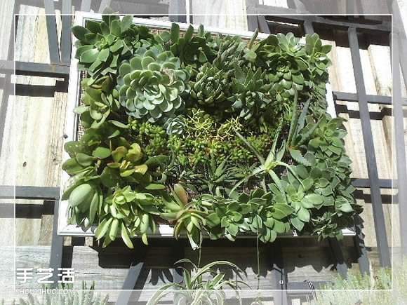 镜框改造多肉植物花盆 创意多肉花盆DIY方法