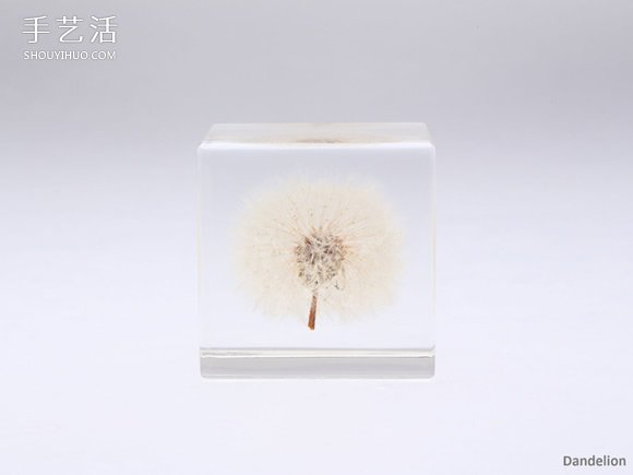 吉村紘一的树脂标本方块 将大自然封于小宇宙