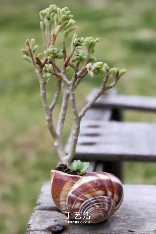 不花一分钱！废物利用做花盆美到让邻居羡慕