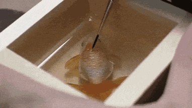 可怜小金鱼被透明树脂封存？别哭，你再仔细看