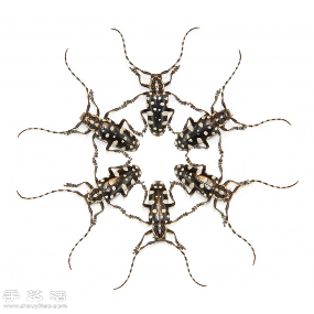 犹如宝石般斑斓夺目的昆虫标本
