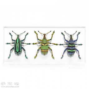 犹如宝石般斑斓夺目的昆虫标本