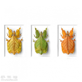 犹如宝石般斑斓夺目的昆虫标本