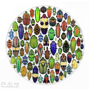 犹如宝石般斑斓夺目的昆虫标本