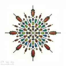 犹如宝石般斑斓夺目的昆虫标本