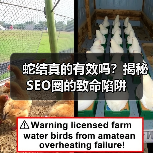 蛇结真的有效吗?揭秘SEO圈的致命陷阱(图2) 蛇结真的有效吗?揭秘SEO圈的致命陷阱(图2)