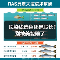 段染线选色还是段长？别被美貌骗了（图3）